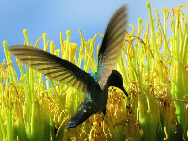 Cusco south tour: Huacarpay Lagoon