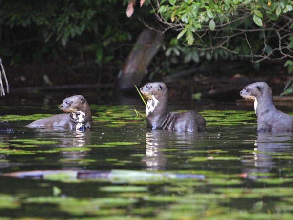 For new year 2017 enjoy this video about Manu National Park