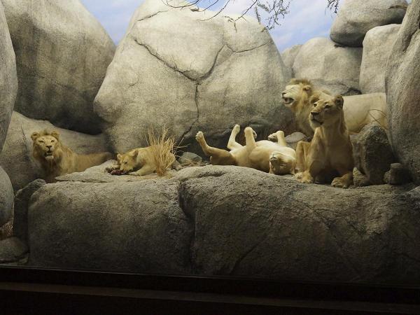 Museum of Natural History in Cusco City