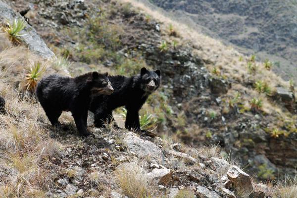 Spectacled bear captive tourists in Machu Picchu